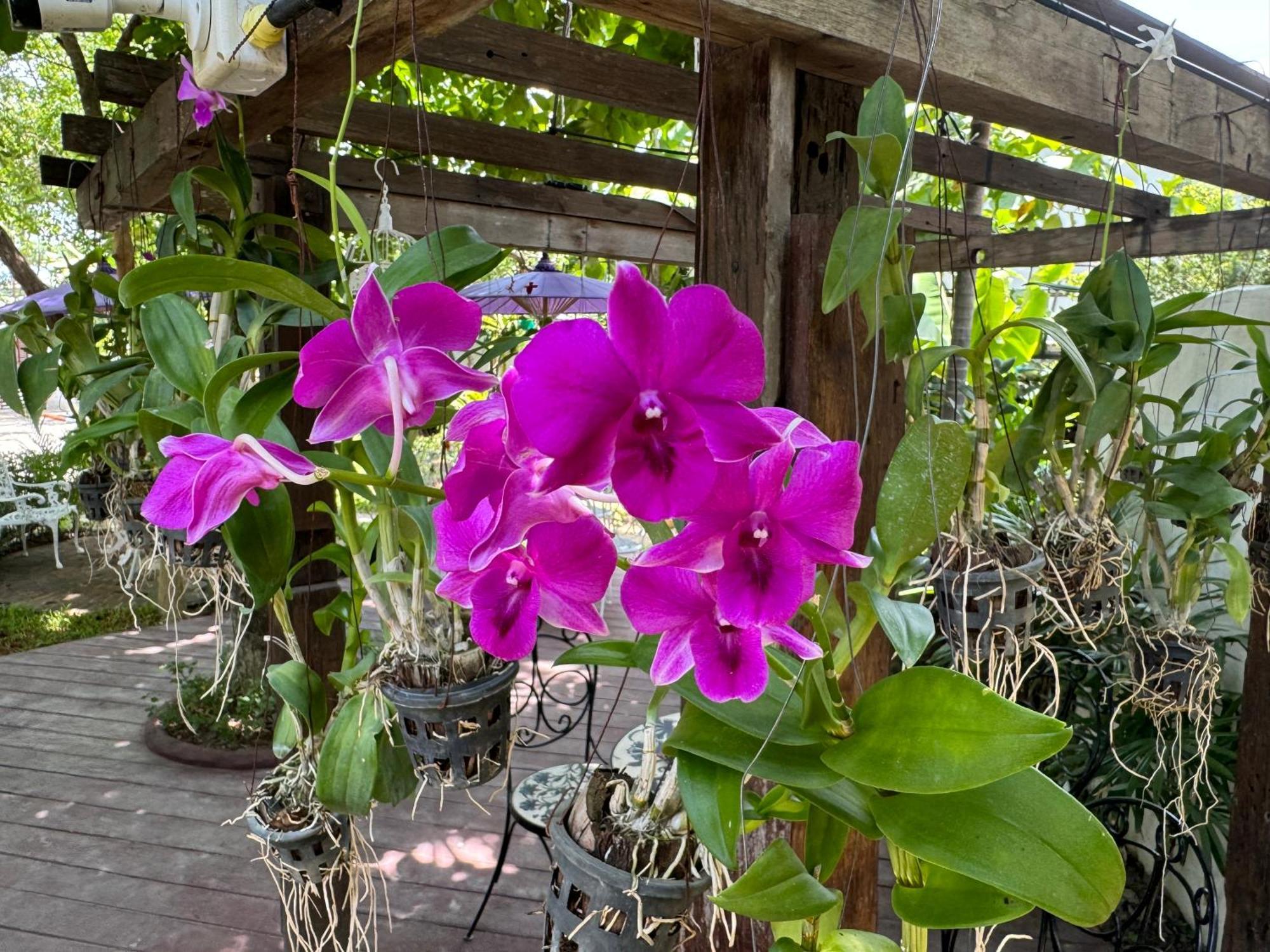 Chiang Mai Las Orquideas Resort 外观 照片