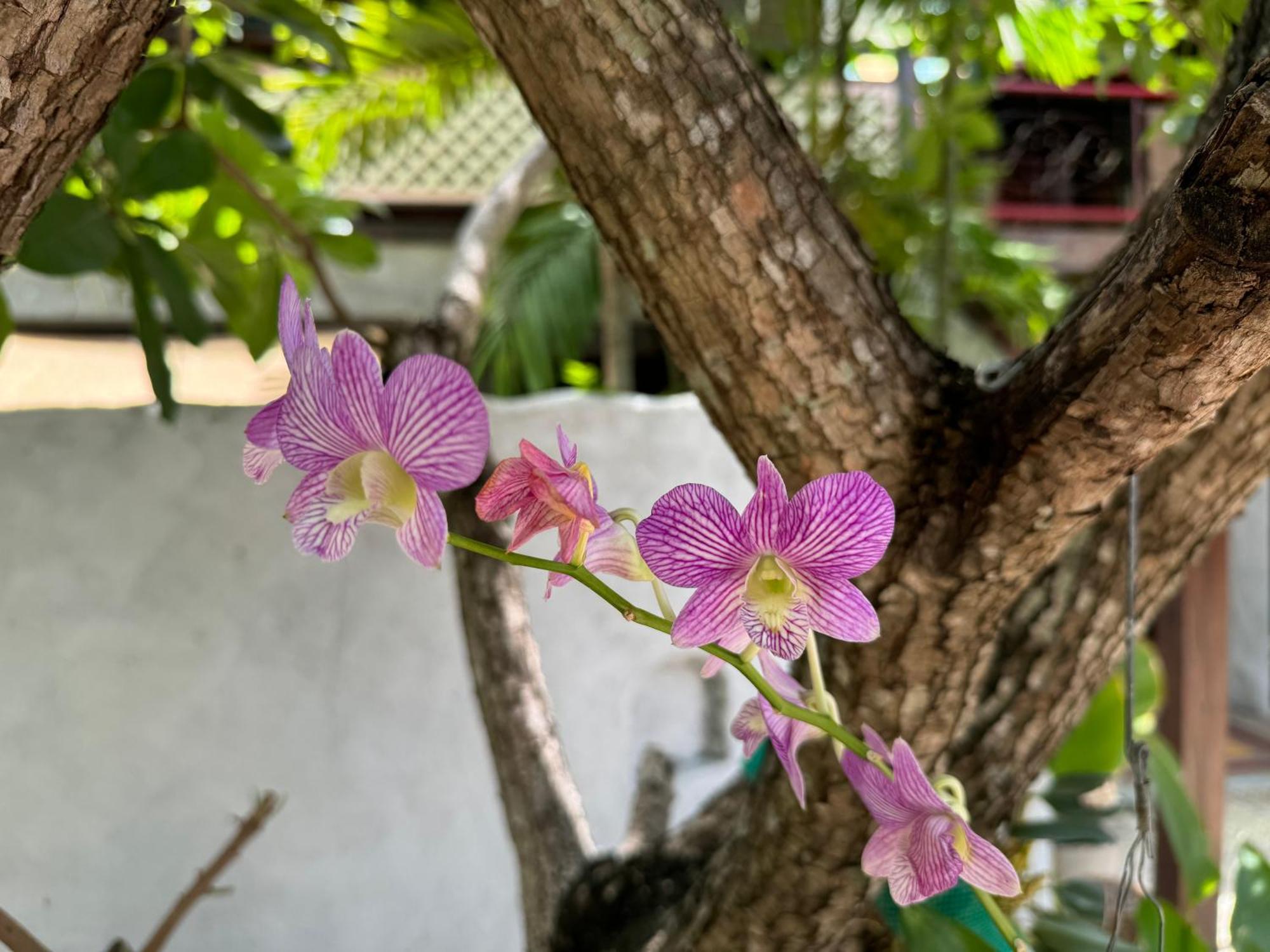 Chiang Mai Las Orquideas Resort 外观 照片