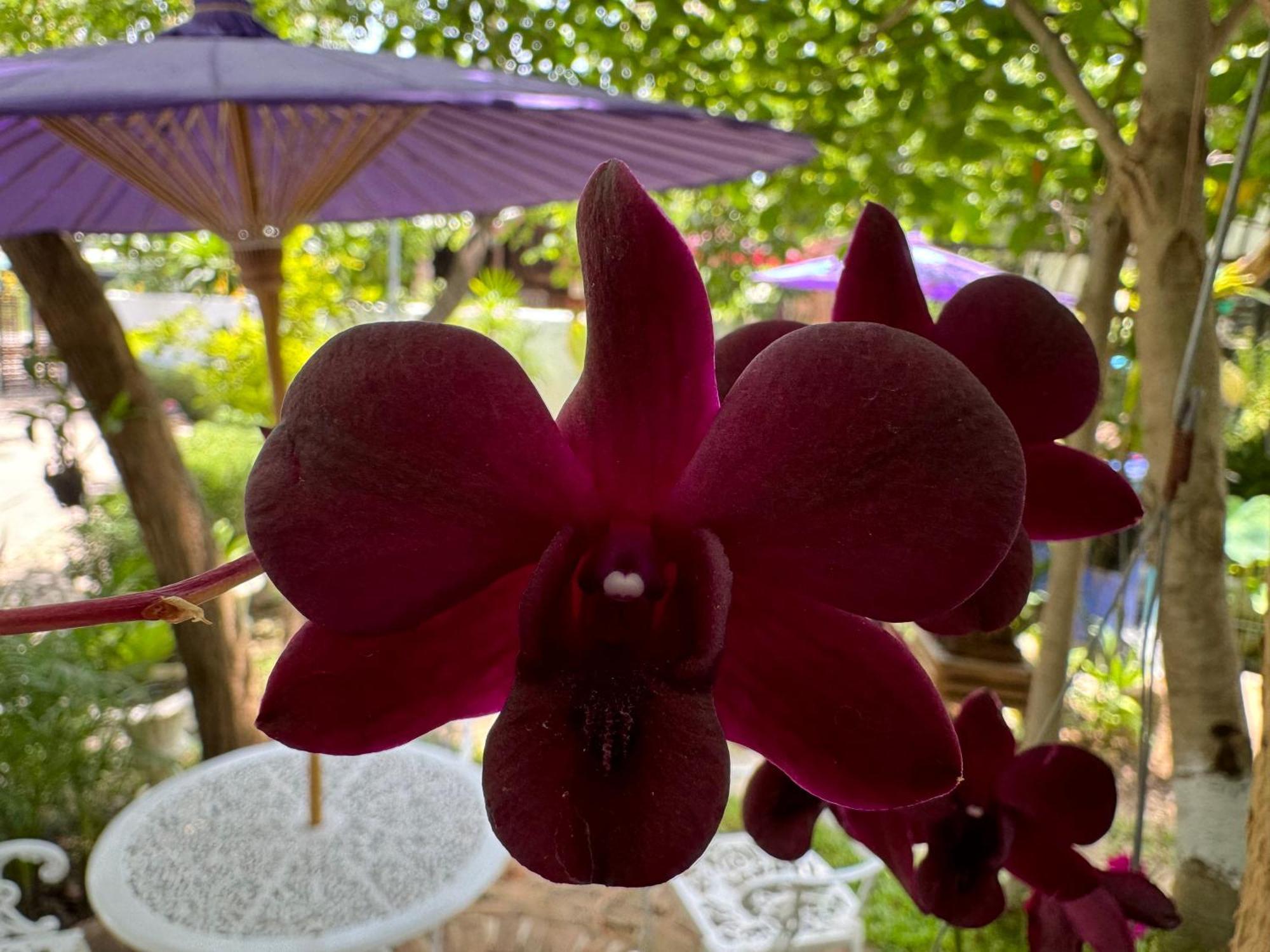 Chiang Mai Las Orquideas Resort 外观 照片